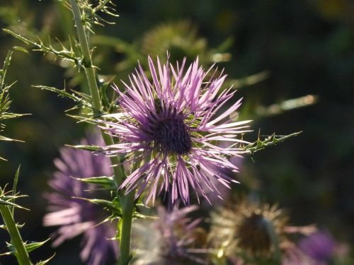 steal-thistle thistle blossom