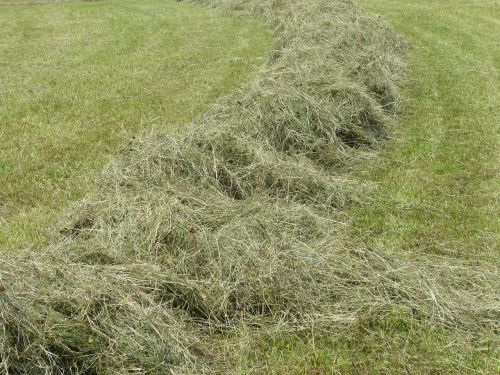 steam grass rake grass