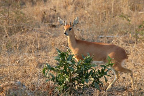 steenbok kruger deer