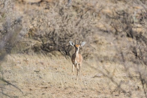 steenbok  namibia  mammal