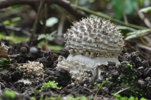 stekelkopamantiet mushroom autumn