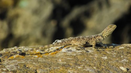 stellagama stellio cypriaca lizard endemic