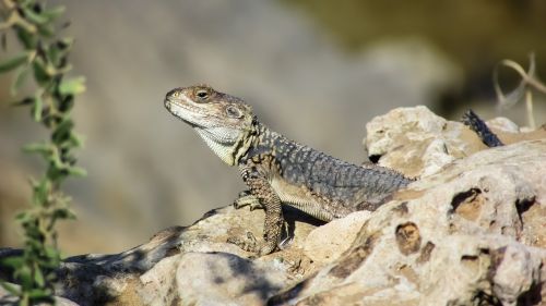 stellagama stellio cypriaca lizard endemic