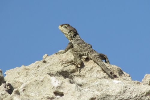 stellagama stellio cypriaca lizard endemic