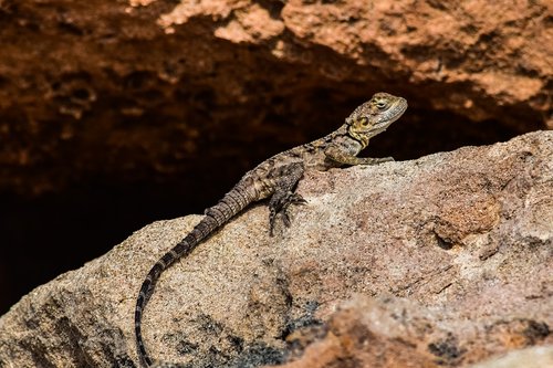 stellagama stellio cypriaca  lizard  endemic