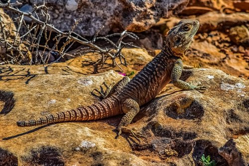 stellagama stellio cypriaca  lizard  endemic