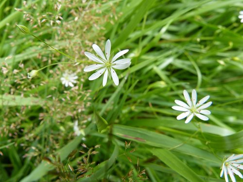 stellar grass  flowers  botany