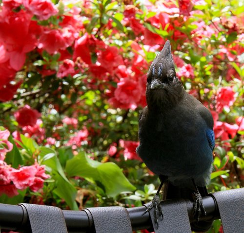 stellar jay  bird  oregon