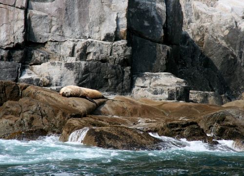 stellar sea lion rocks sleeping