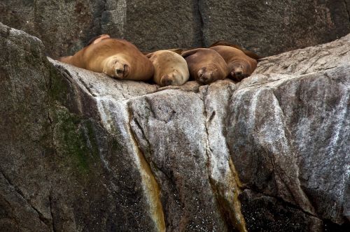 stellar sea lions rocks sleeping