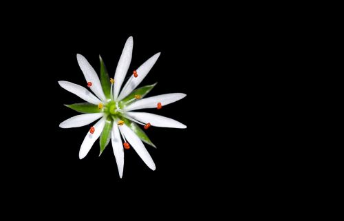 stellaria flower background