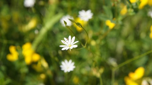 stellaria  wildflowers  flower