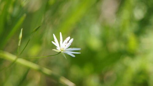 stellaria  wildflowers  flower