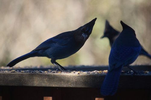 stellar's jay  birds  nature