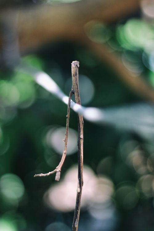 stem branch leaf