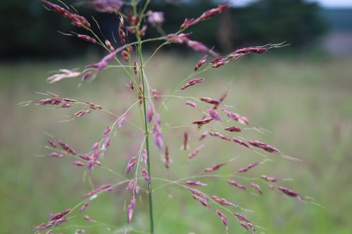 stem grass ornamental grass
