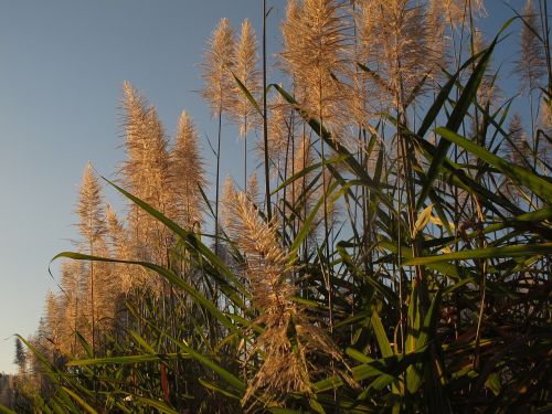 stem cane peaceful