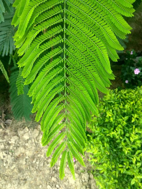 stem leaves green