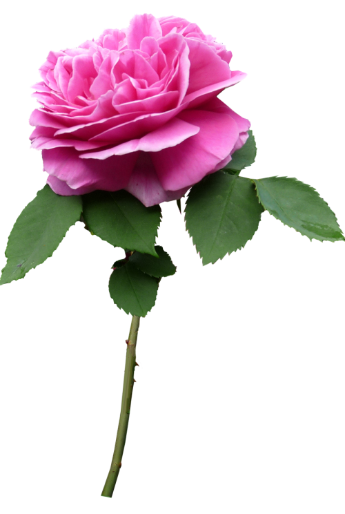 stem rose pink