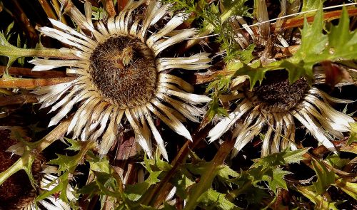 stemless carline thistle asteraceae plants