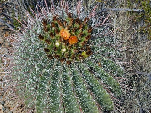 steno cactus cactus blossom cactus