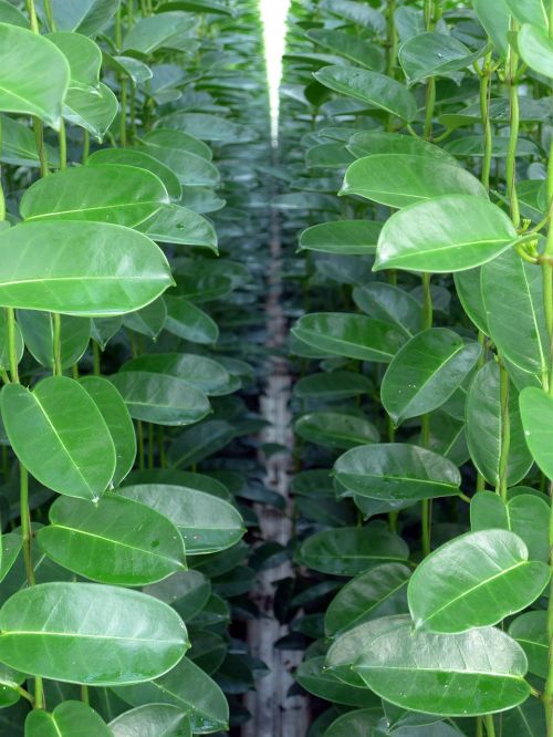 stephanotis green plant horticulture
