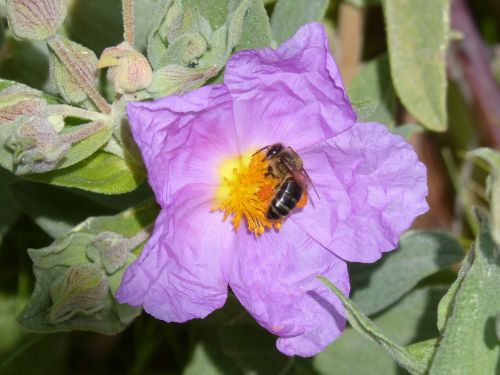 steppe cistus bee