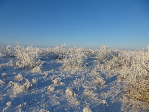 steppe winter field