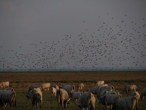 steppe cattle  pasture  flock of birds