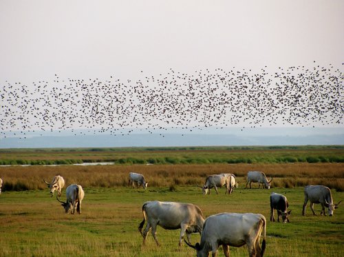 steppe cattle  flock of birds  pasture