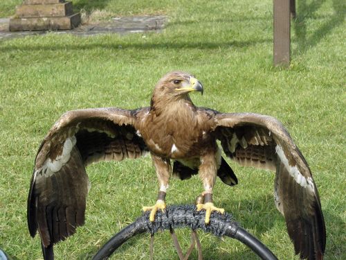 steppe eagle eagle raptor bird of prey