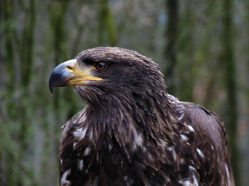 steppe eagle adler head