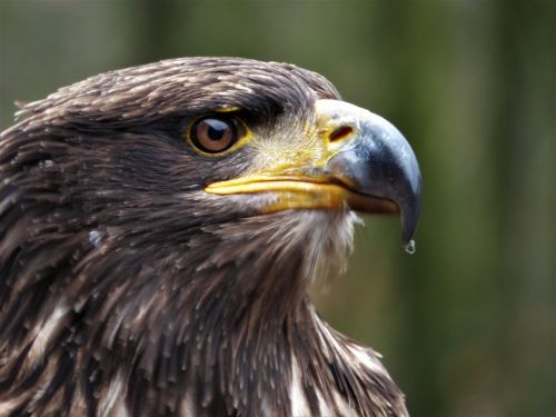 steppe eagle eye bird