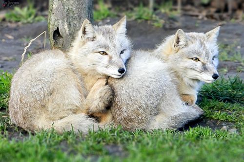 steppevos fox zoo