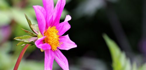 sterndahlie dahlia georgine