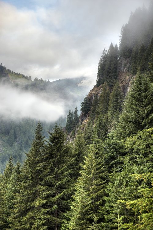 stevens canyon  early  morning