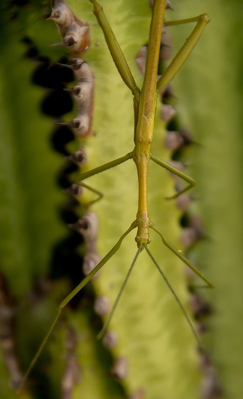 stick insect  green  wild