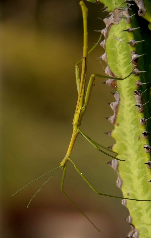 stick insect  green  wild