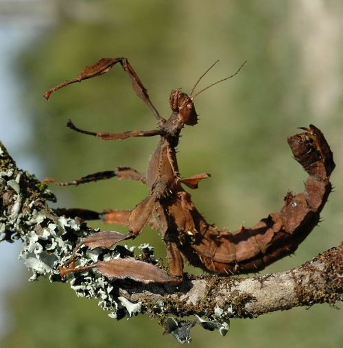 stick insect scorpion wood mimicry