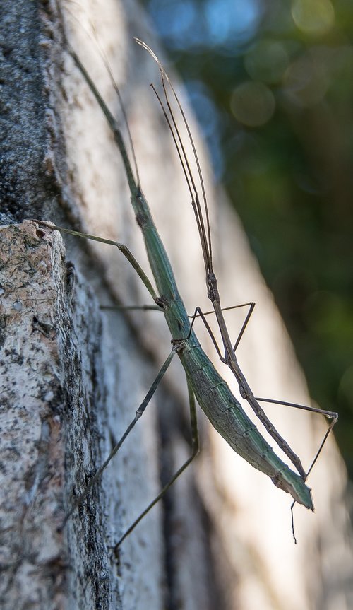 stick insects  insects  mating