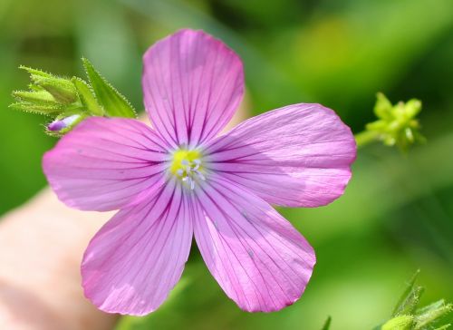 sticky lein wild flower pink