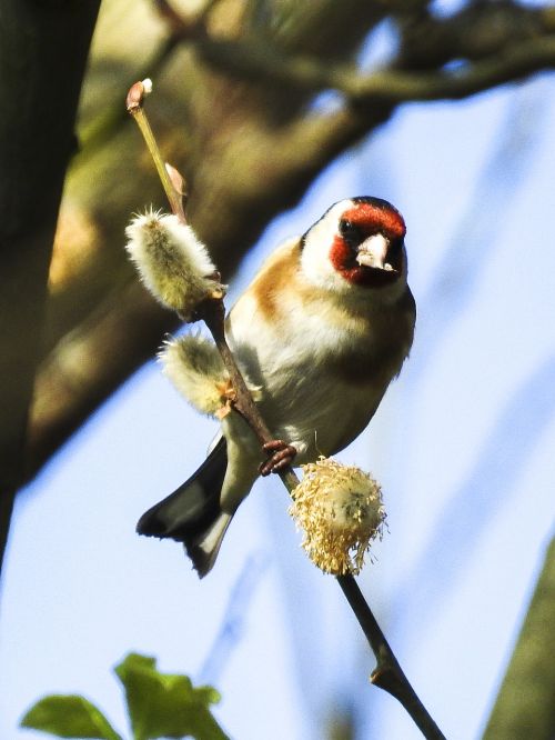 stieglitz bird songbird