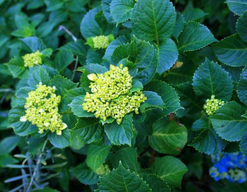 Still Green Hydrangea Flower