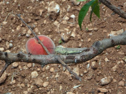 still life peach viridissima