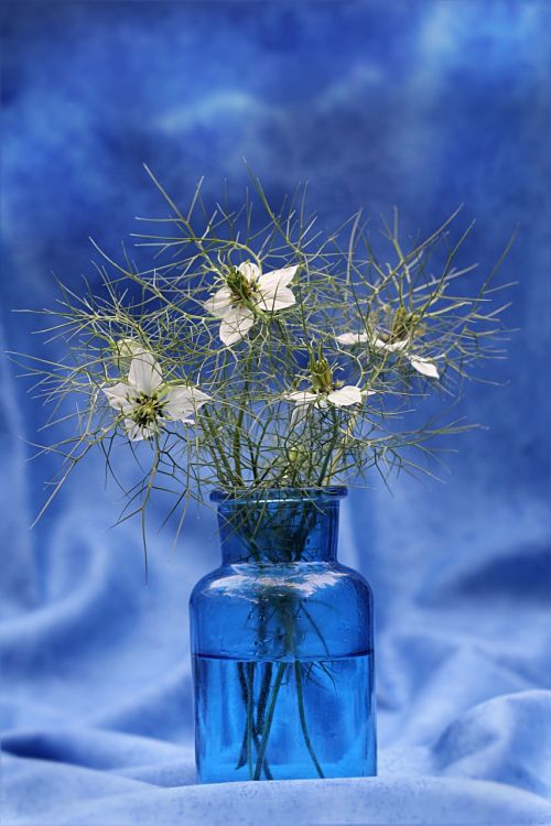 still life vase blue flowers white