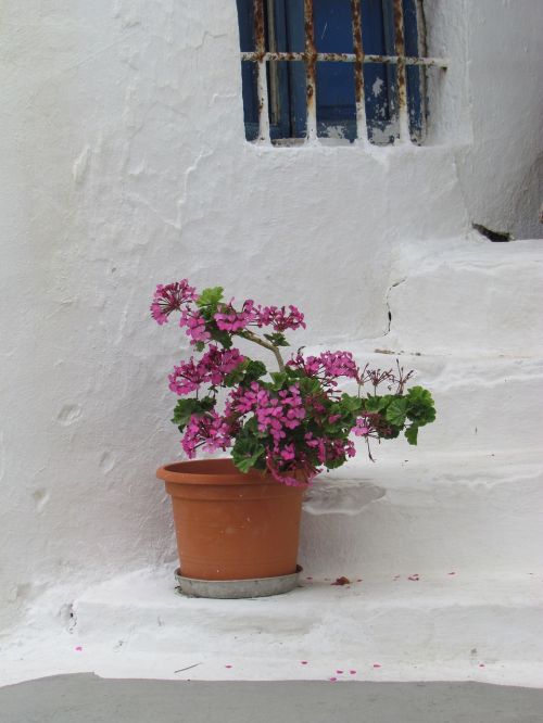 still life greece plant