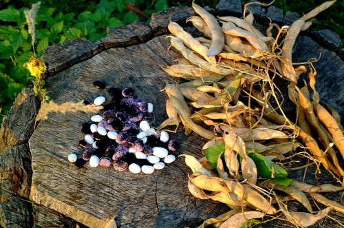 still life beans pods