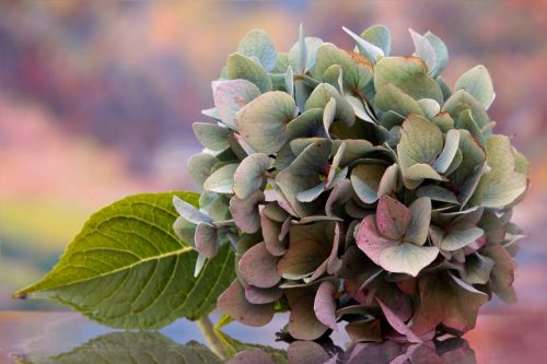 still life flower hydrangea