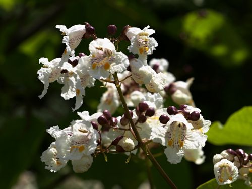 still life flower