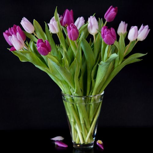 still life tulips bouquet